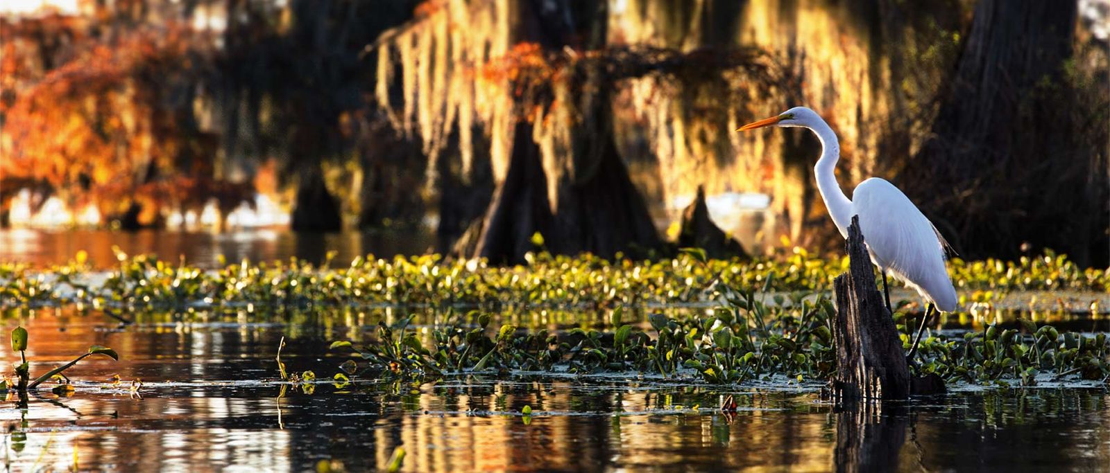 Crawfish Recipes Casserole, Etouffe, Soup Gulf Marine Products Co., INC